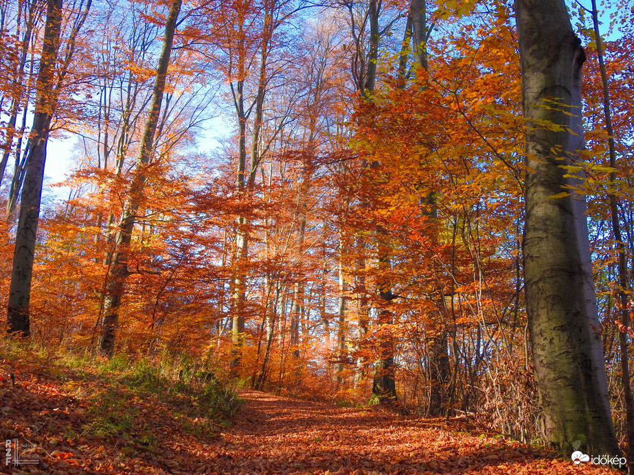 Jártamban, keltemben - erdőn, réten