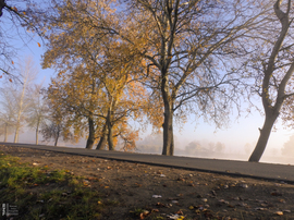 Ködös reggel a tiszalöki Kis-Tiszán