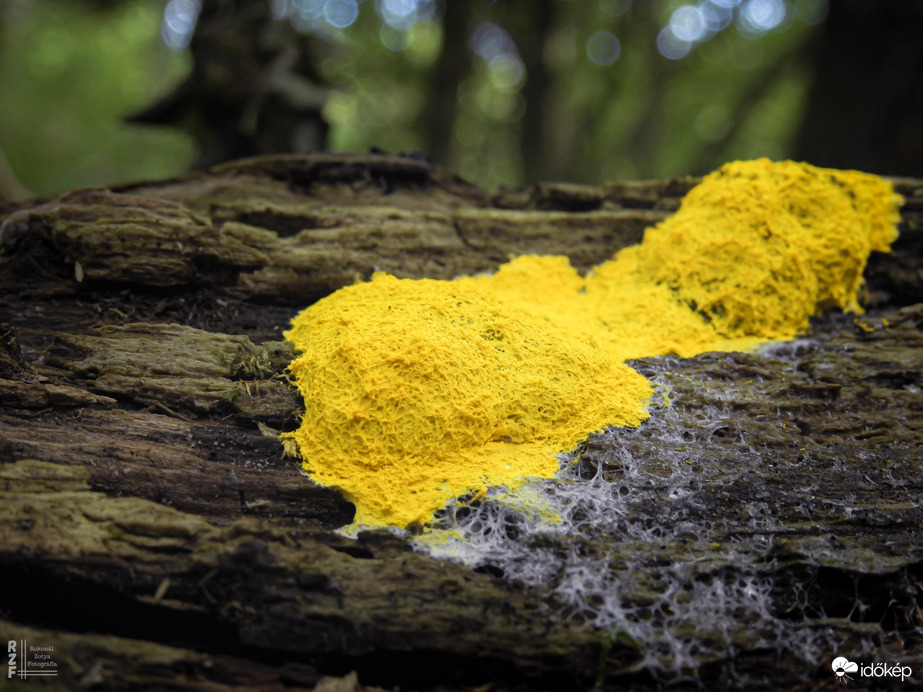 Cservirág nyálkagomba