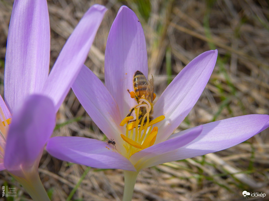 Az őszi kikerics és látogatói