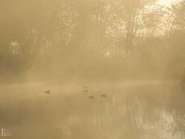 Ködös reggel a tiszalöki Kis-Tiszán