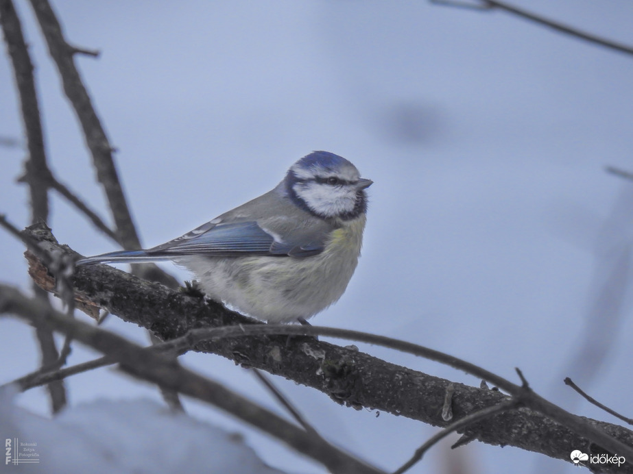 Téli madárles a tiszalöki arborétumban
