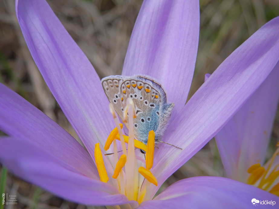 Az őszi kikerics és látogatói