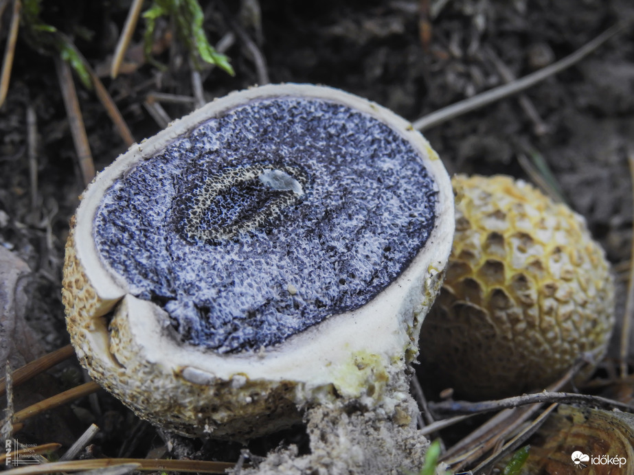 Rőt áltrifla – a gomba, ami rejtegeti a veszélyt!