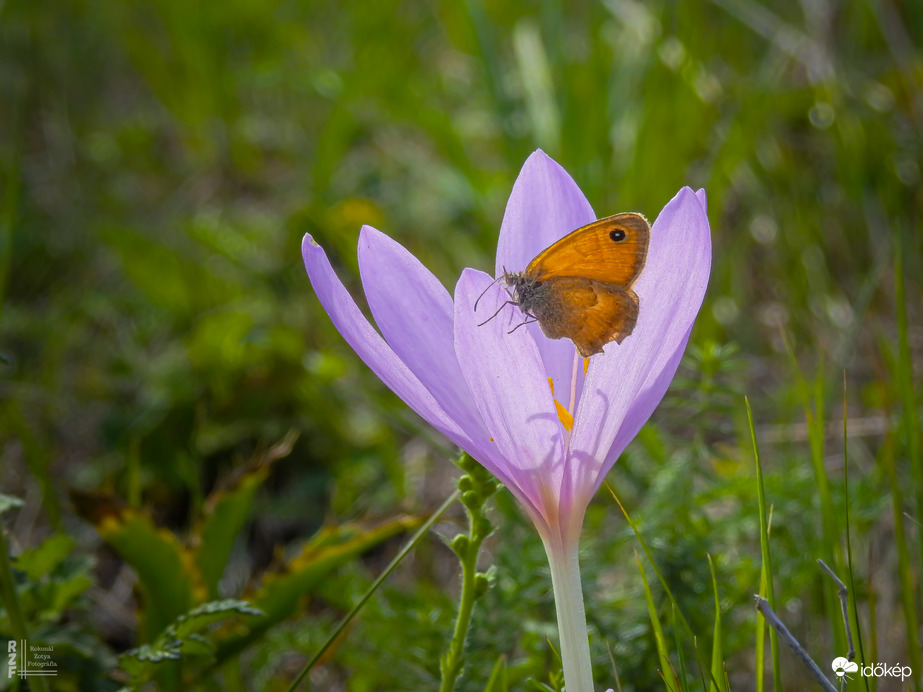 Az őszi kikerics és látogatói