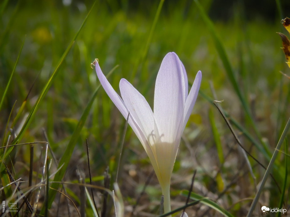 Az őszi kikerics nyomában