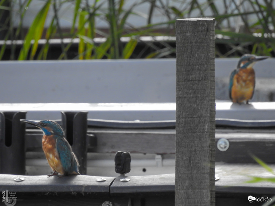 Két jégmadár, egy szívverés