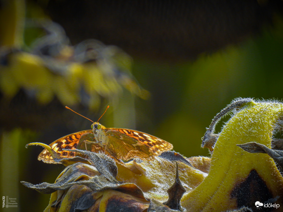 Őszi napraforgó vendége: nagy gyöngyházlepke