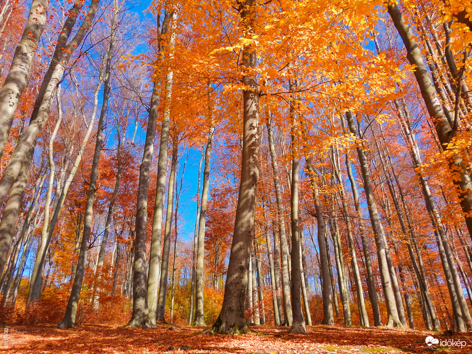 Jártamban, keltemben - erdőn, réten