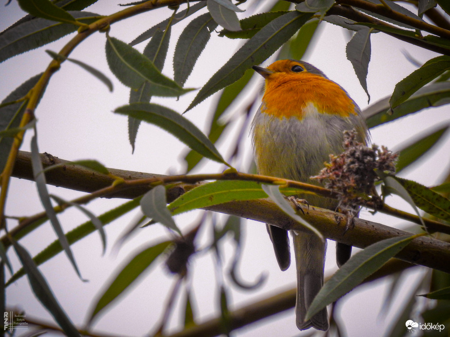 A természet apró lángja: vörösbegy