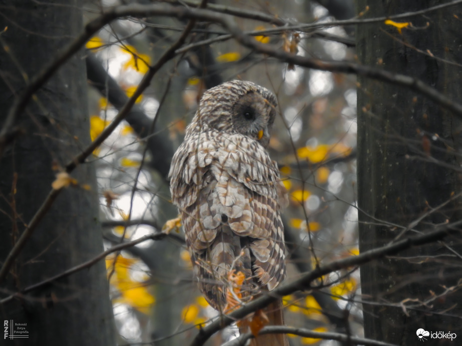 Találkozás az uráli bagollyal