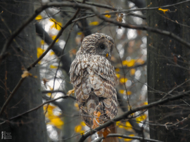 Találkozás az uráli bagollyal