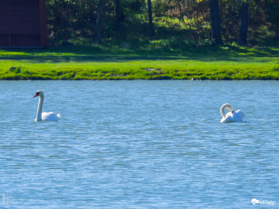 Megérkeztek a hattyúk Tiszalökre