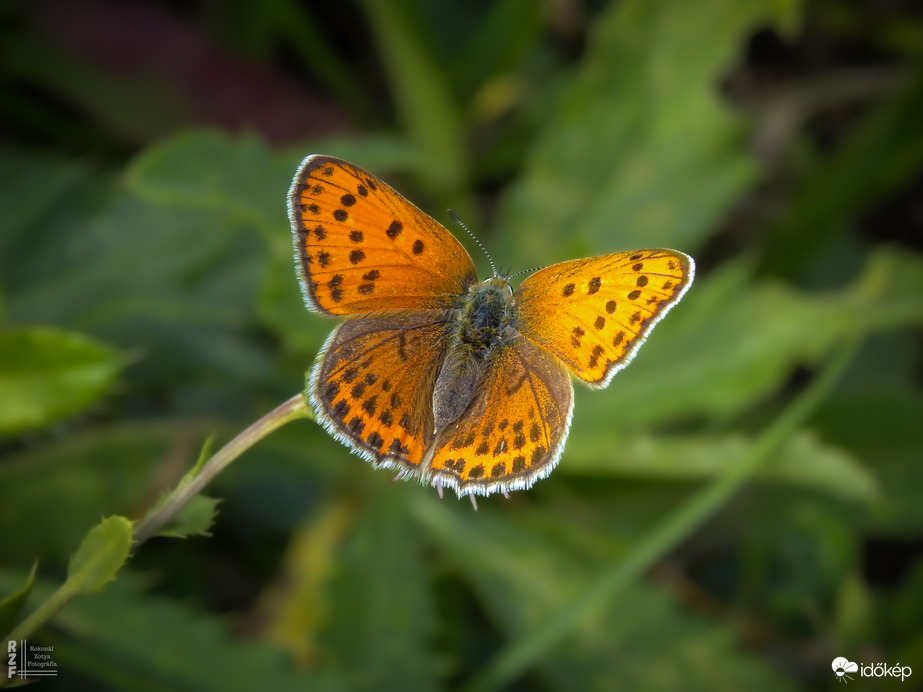 Kis tűzlepke tánca