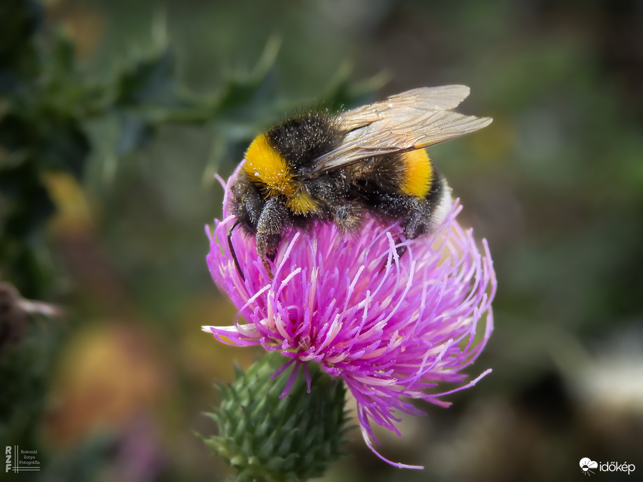 Bogáncson falatozó poszméh