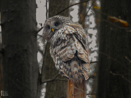 Találkozás az uráli bagollyal