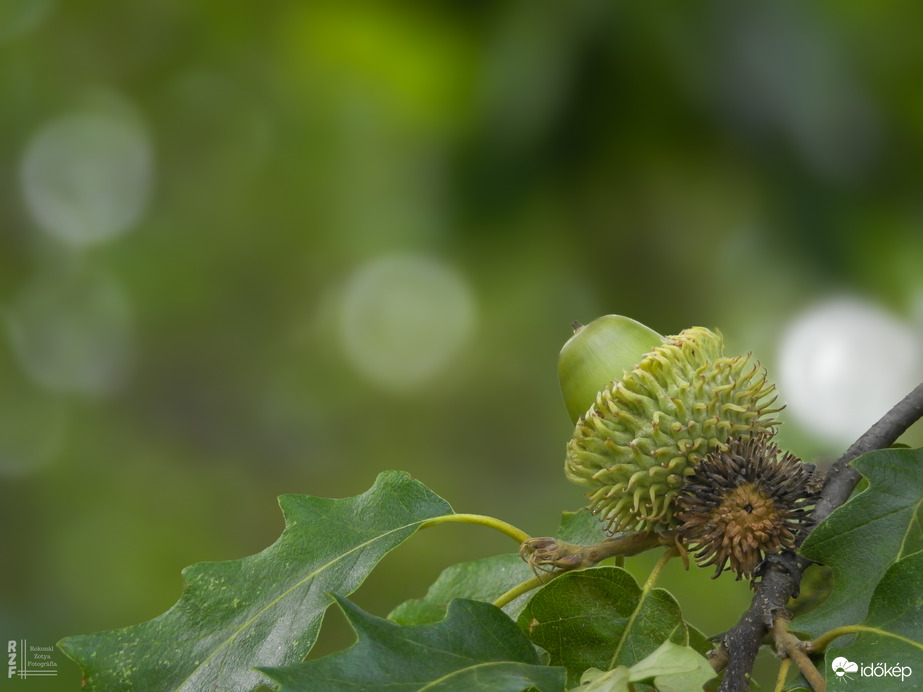 Vaddisznók nasija, a makk