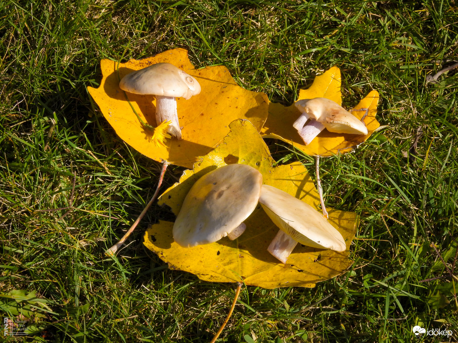 A lilatönkű pereszkék idén nagyon korán megjelentek