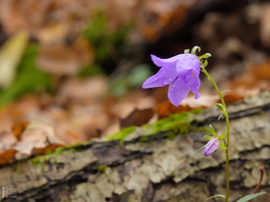 Még virágzik az erdő... harangvirág