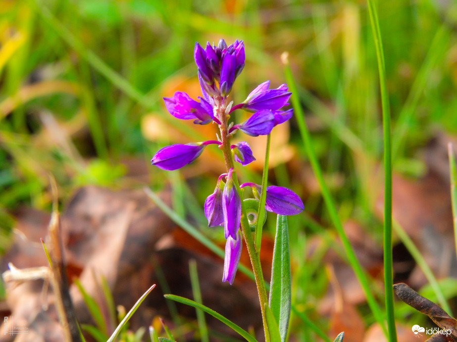 Szenegafű, ami több mint gyógynövény!