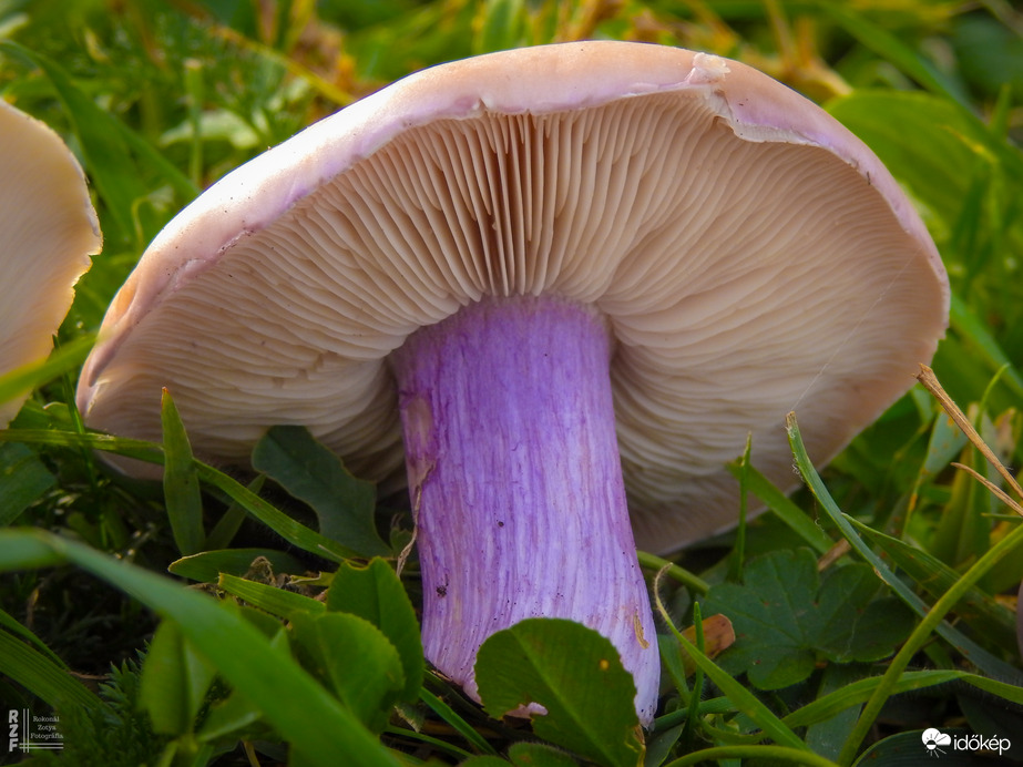 Lilatönkű pereszke