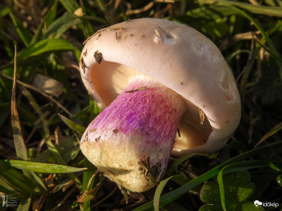 Lilatönkű pereszke