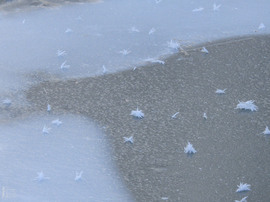 Nem mindennapi fagyvirágok nyílnak a Kis-Tiszán