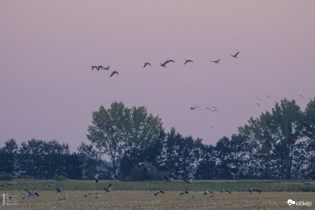 Több százezer daru vonulását figyeltem a Hortobágyon