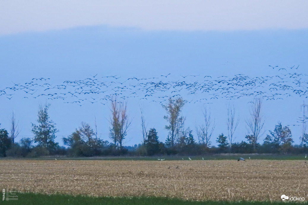 Több százezer daru vonulását figyeltem a Hortobágyon
