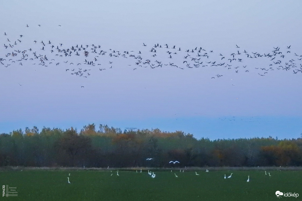 Több százezer daru vonulását figyeltem a Hortobágyon