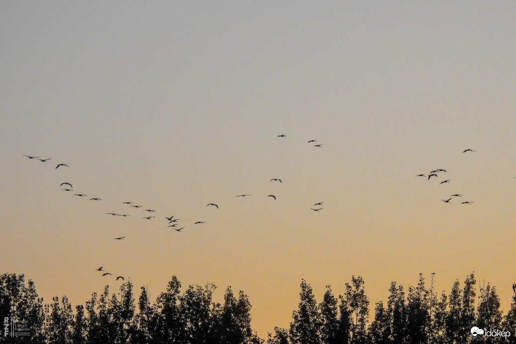 Több százezer daru vonulását figyeltem a Hortobágyon