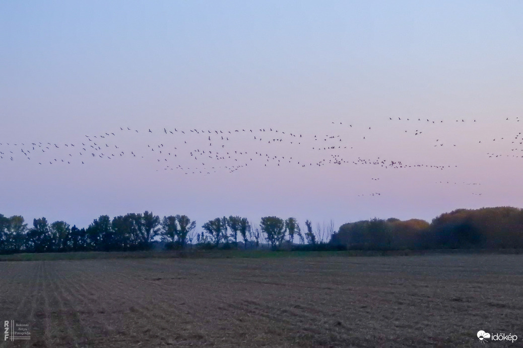 Több százezer daru vonulását figyeltem a Hortobágyon