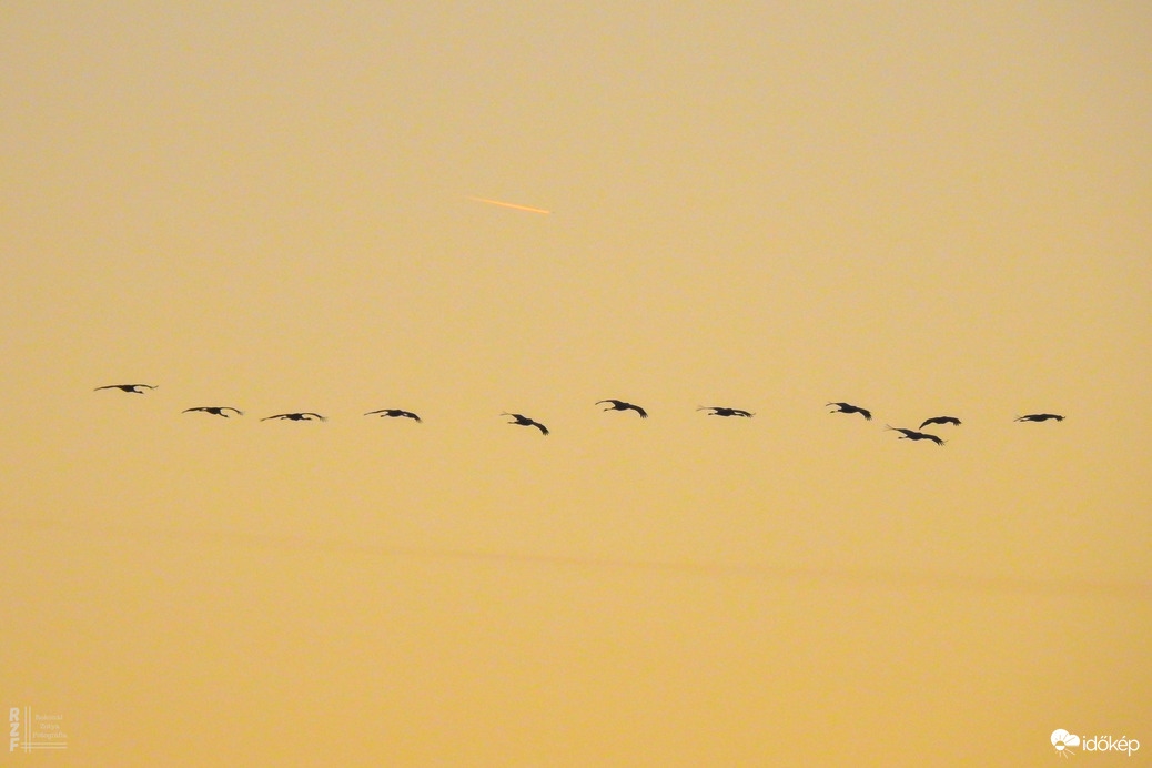 Több százezer daru vonulását figyeltem a Hortobágyon