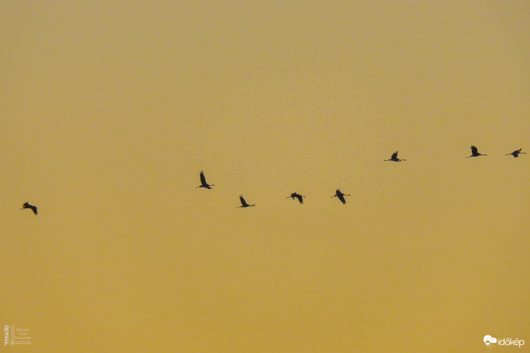 Több százezer daru vonulását figyeltem a Hortobágyon