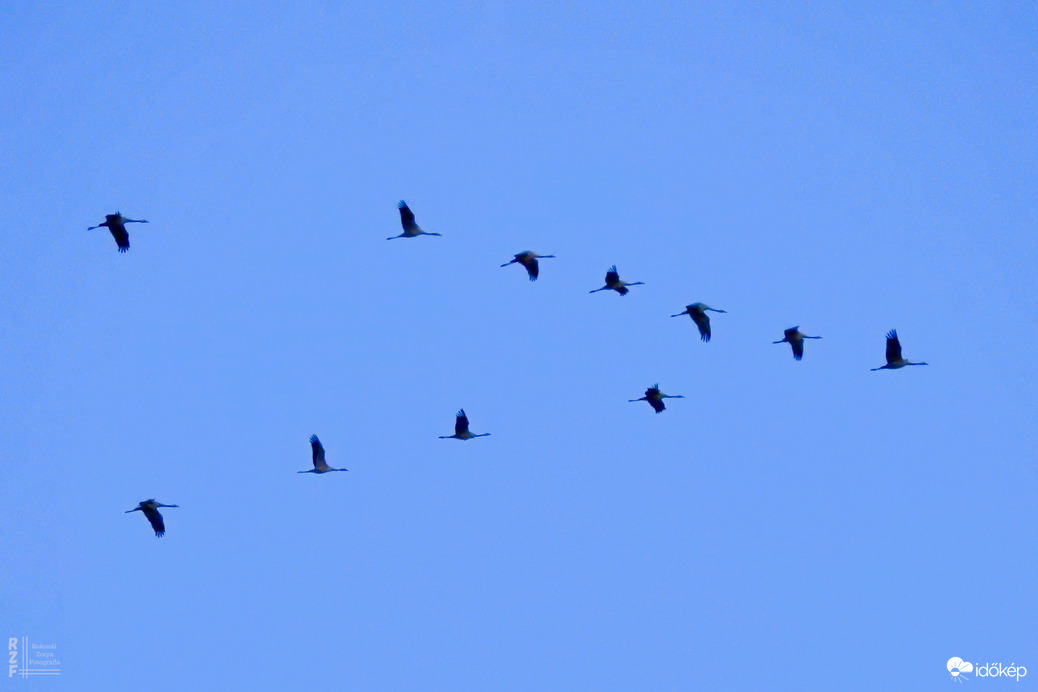 Több százezer daru vonulását figyeltem a Hortobágyon