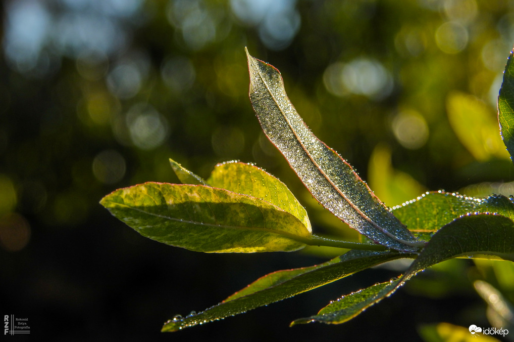 Gyöngyökkel díszített japán fűz