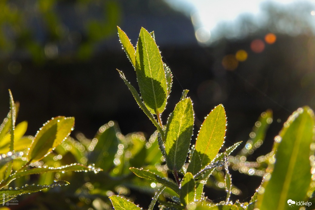 Gyöngyökkel díszített japán fűz