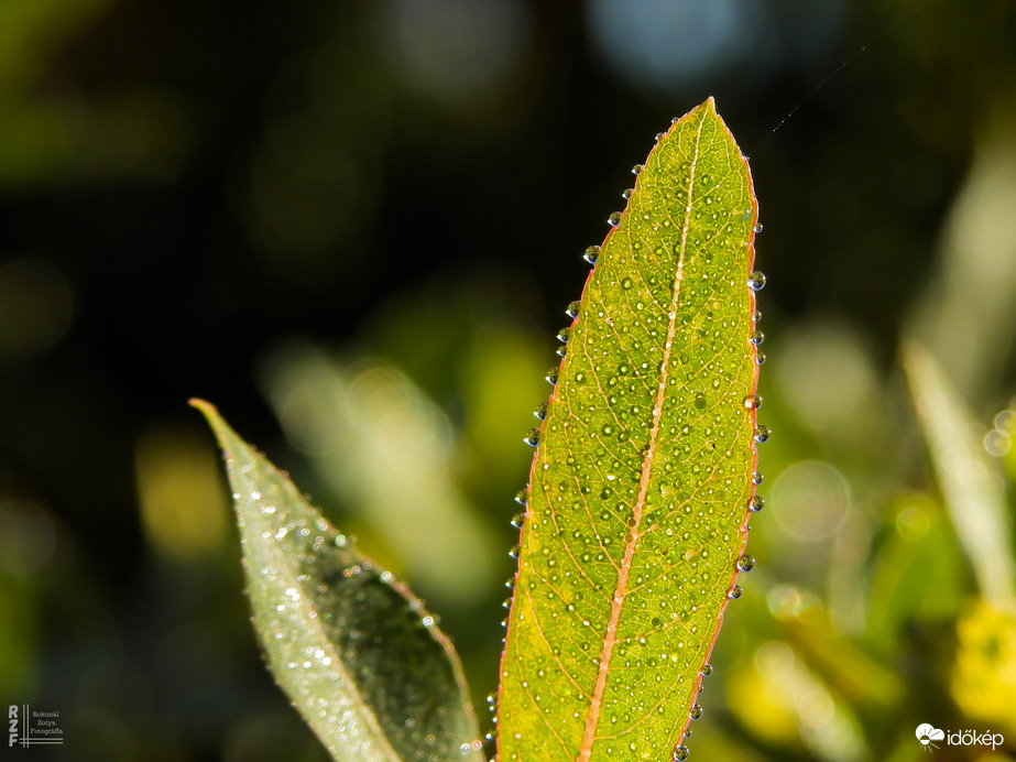 Gyöngyökkel díszített japán fűz