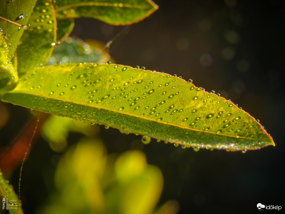 Gyöngyökkel díszített japán fűz