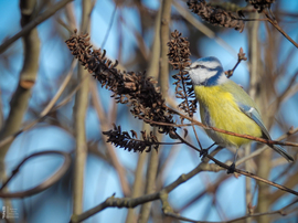 Pufóka kék nindzsa
