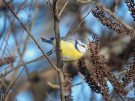Pufóka kék nindzsa