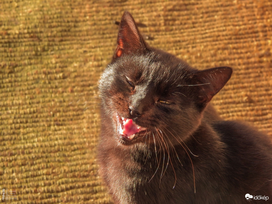 Így várom a kései vénasszonyok nyarát