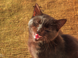 Így várom a kései vénasszonyok nyarát