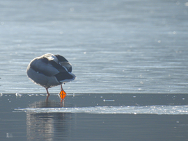 Karácsony másnapján csend borult a tiszalöki holtágra