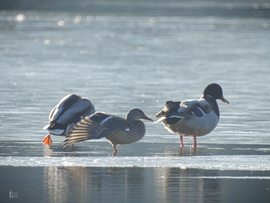 Karácsony másnapján csend borult a tiszalöki holtágra