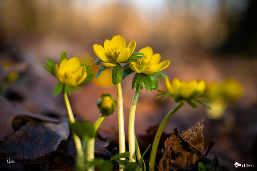 A téltemető már kibújt… vajon ez a tavasz jele?