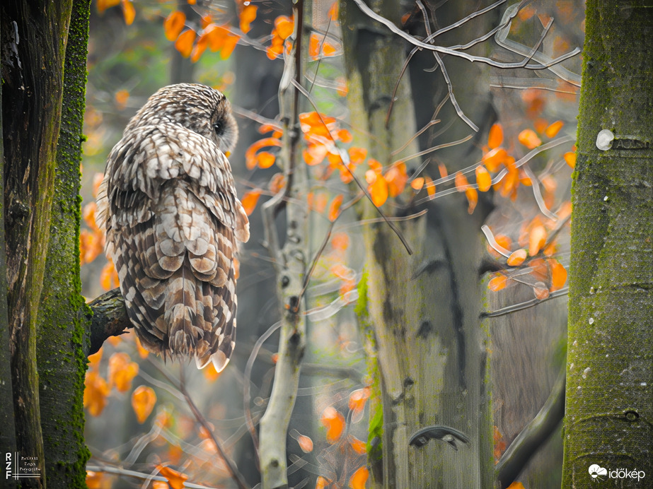 Találkozás az uráli bagollyal