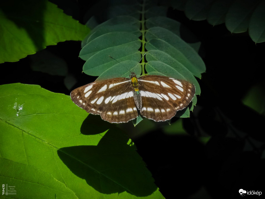 Kis fehérsávoslepke