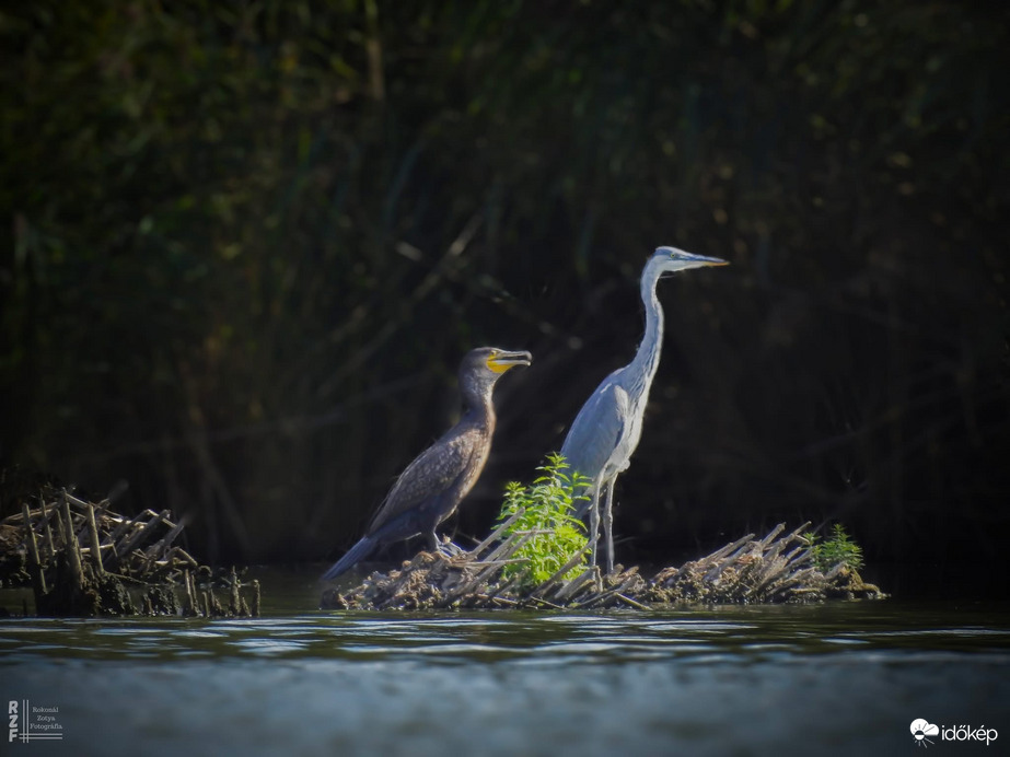 A két halász… kárókatona és szürke gém