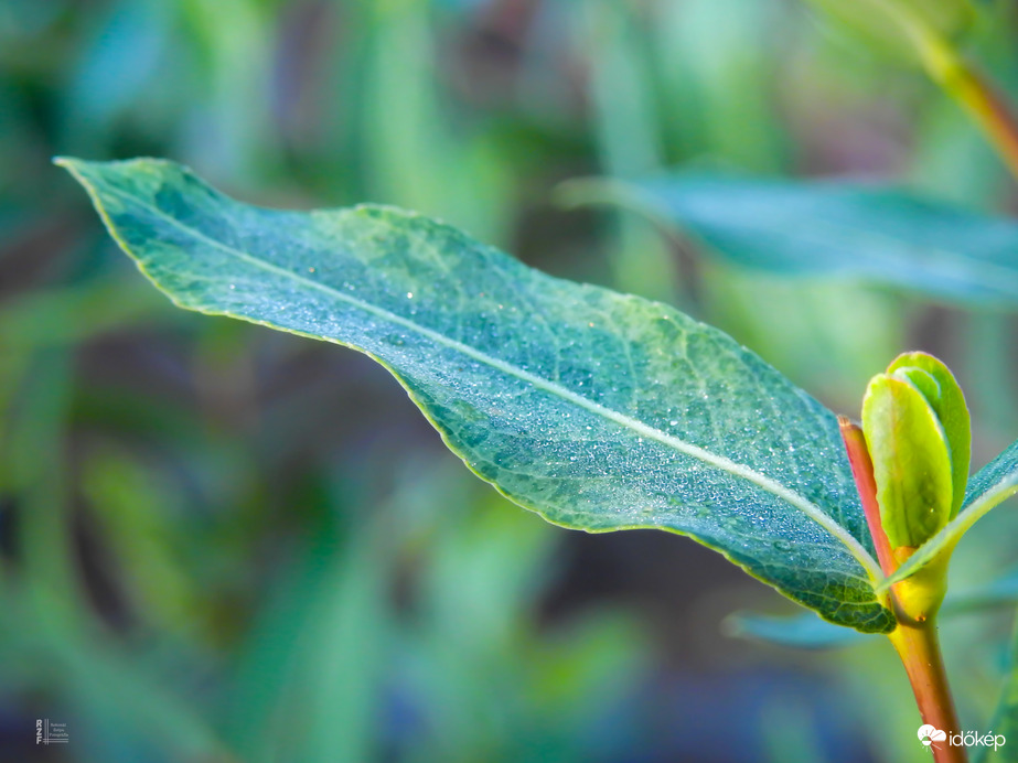 Deres japán fűz, Tiszalök